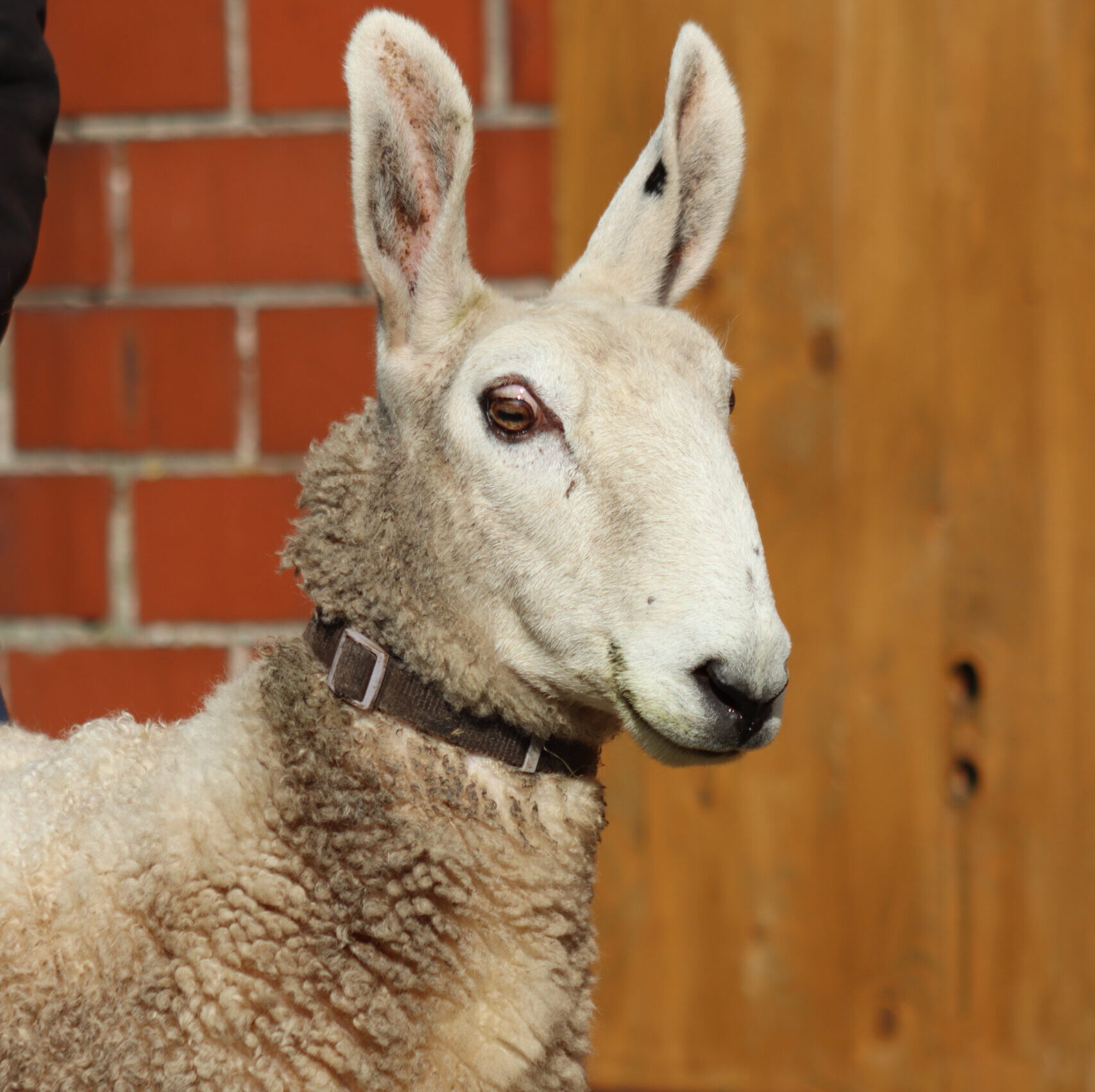 Image hover effect image