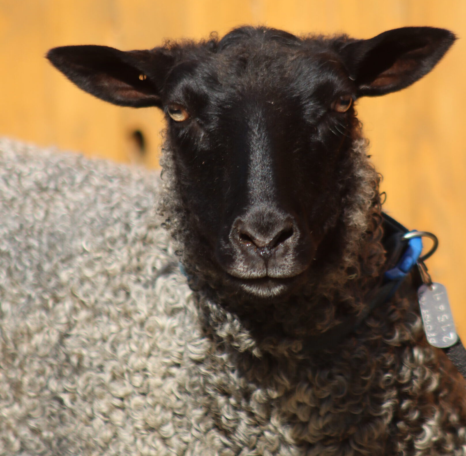 Image hover effect image