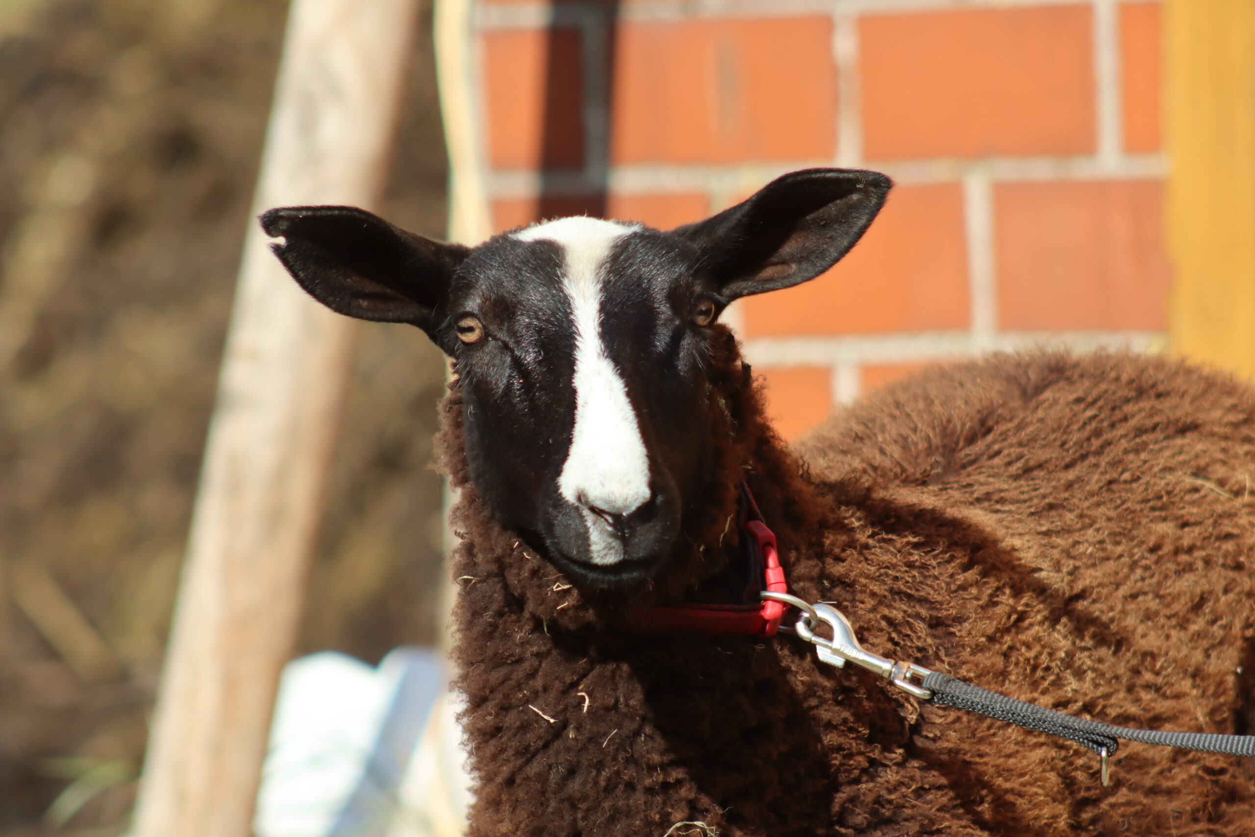 Image hover effect image