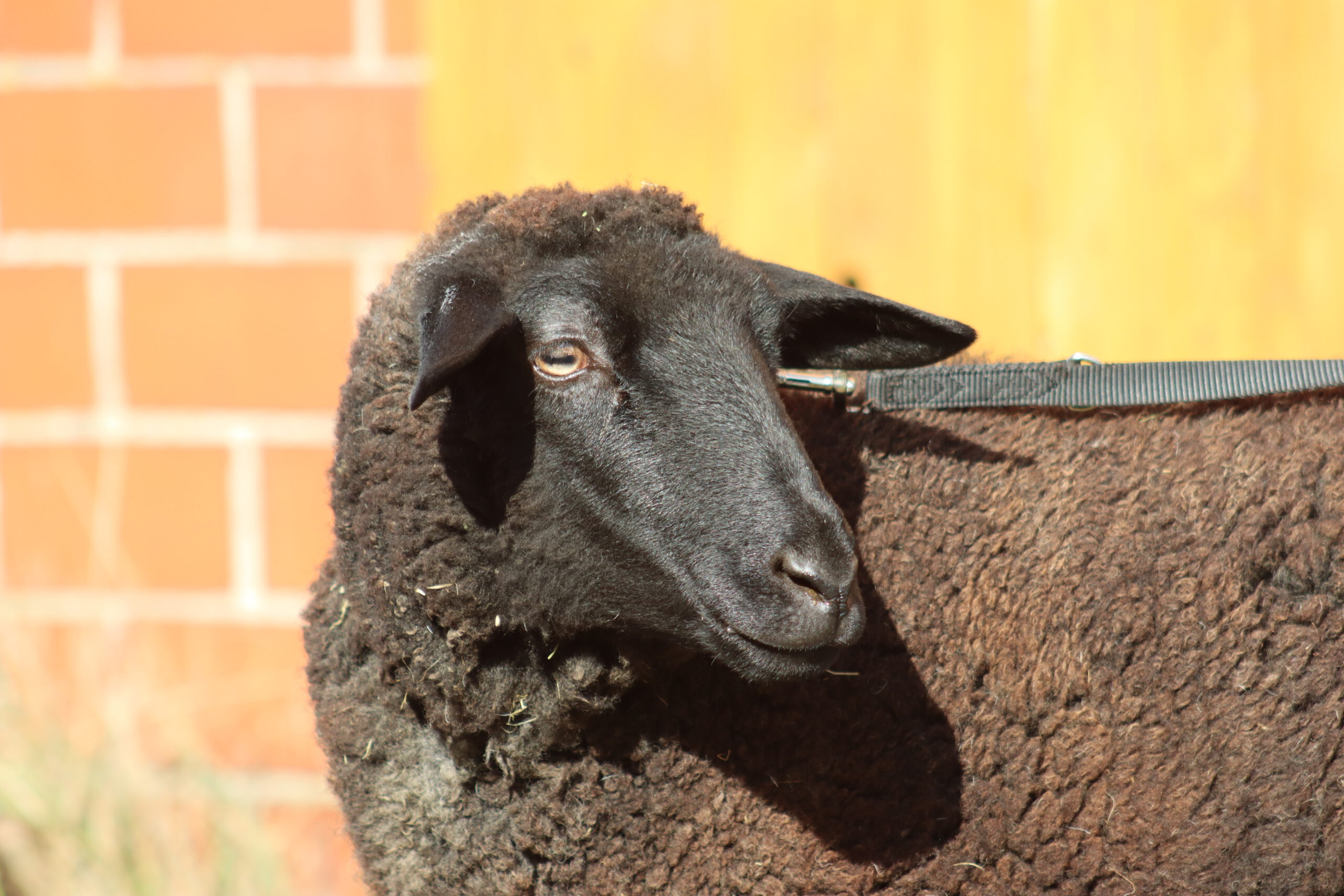 Image hover effect image