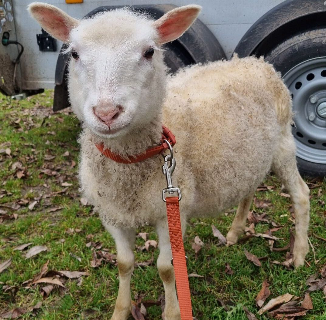 Image hover effect image