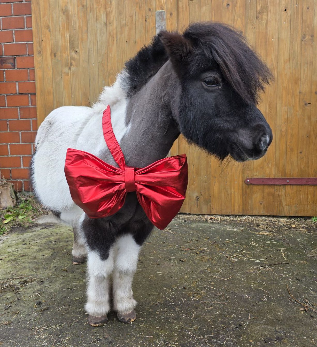 Image hover effect image