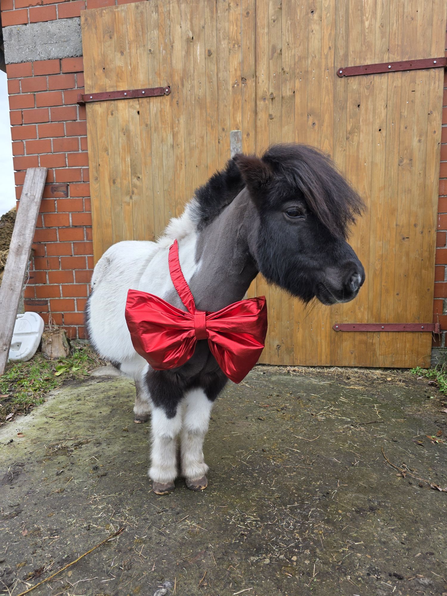 Image hover effect image