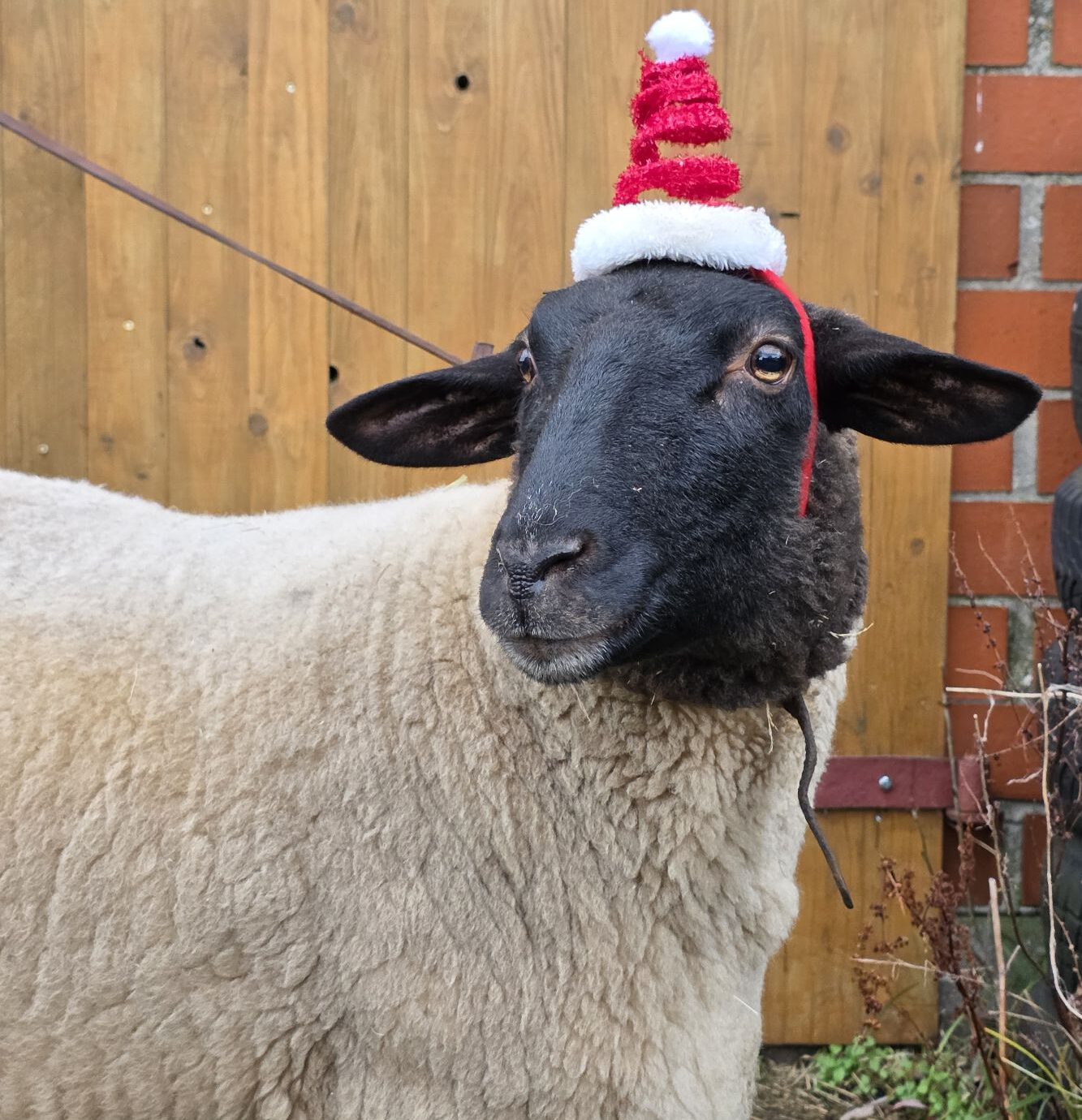 Image hover effect image