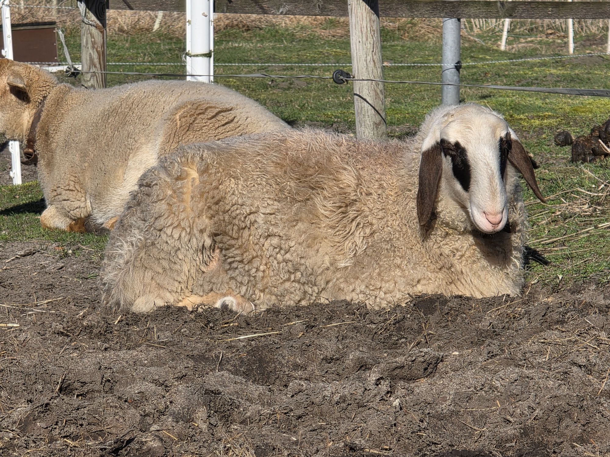 Image hover effect image