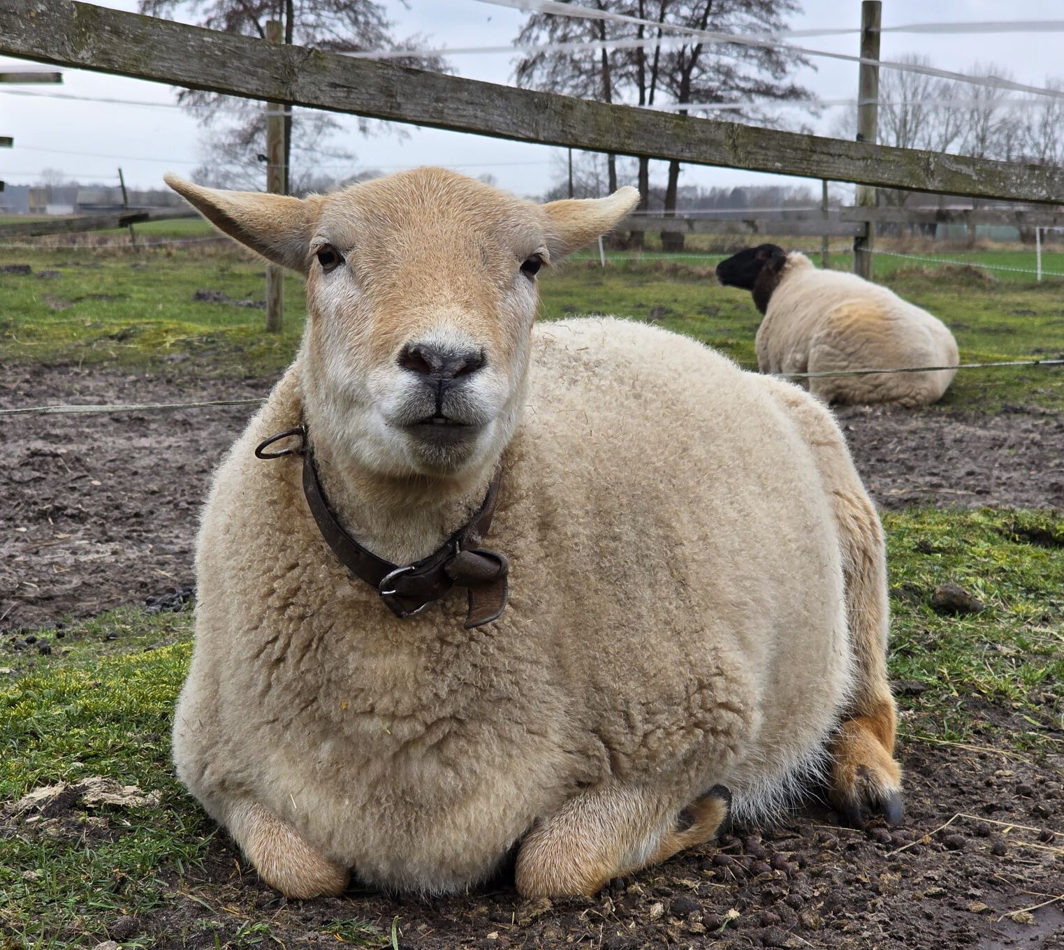 Image hover effect image